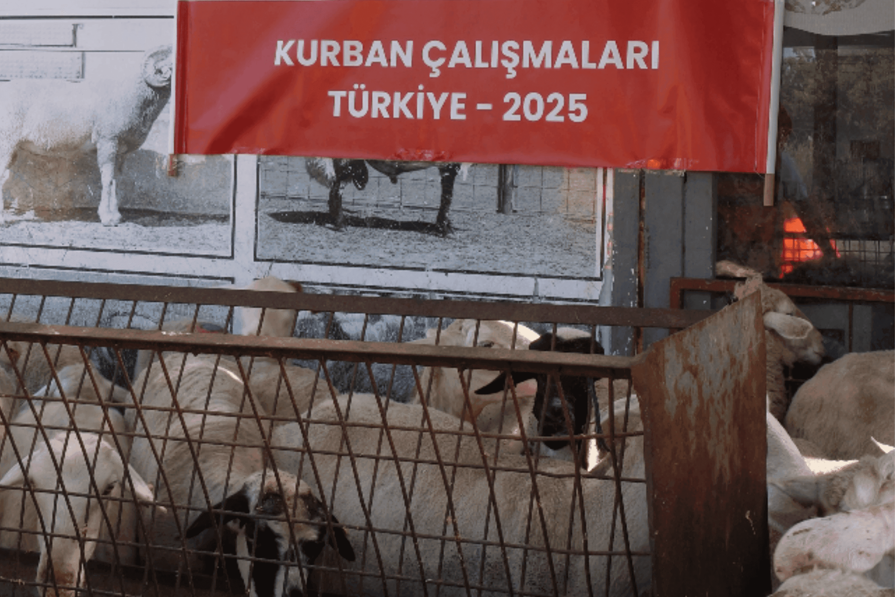 Türkiye Şükür Kurban Bağışı